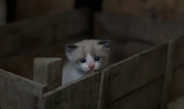 Mengapa Kucing Menyukai Dirinya Berada Dalam Kardus?